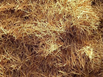 Gold Plating Recycling